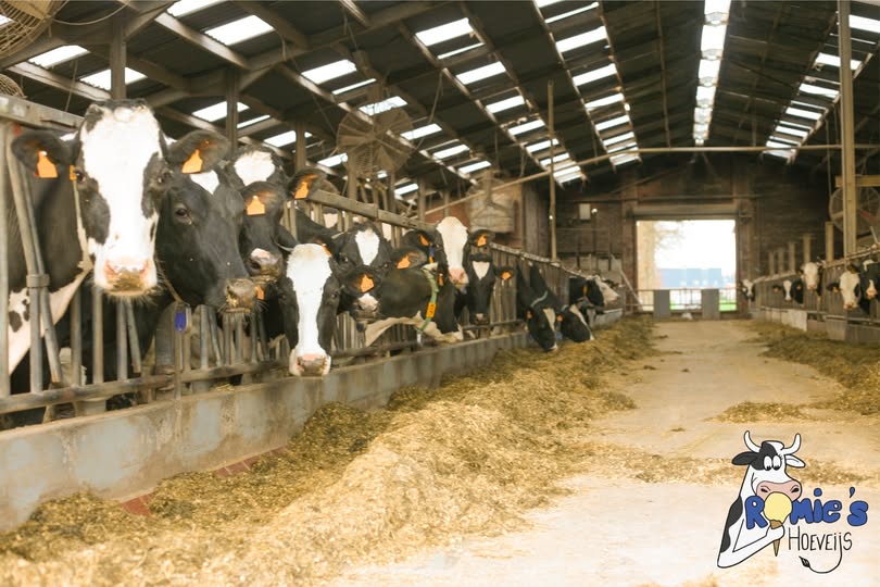 Melkkoeien in de stal bij Romie's Hoeveijs